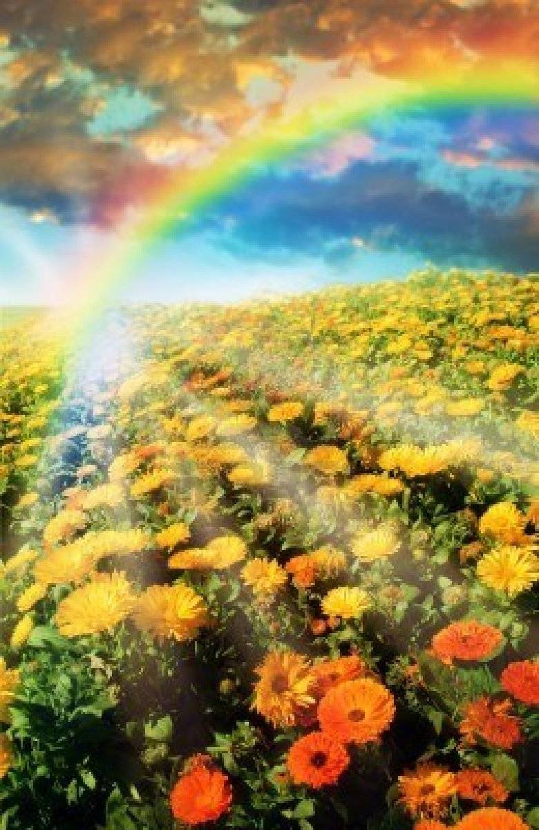 multicolored-flower-meadow2.jpg