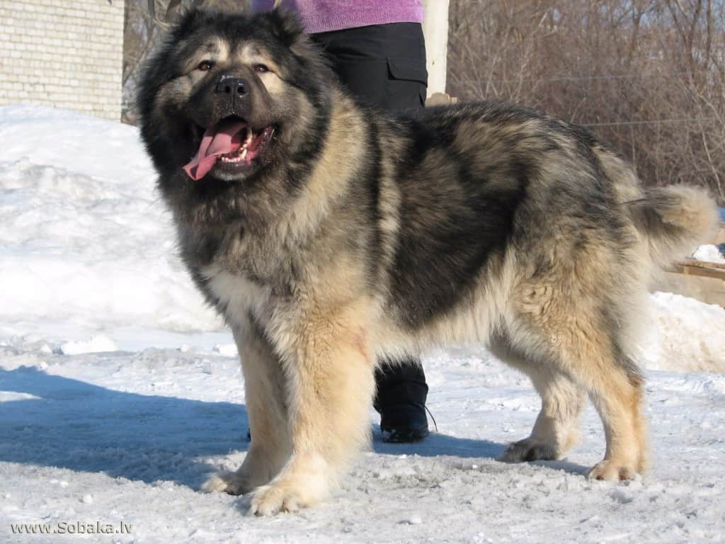 10-of-the-largest-dog-breeds-in-the-world-9.jpg