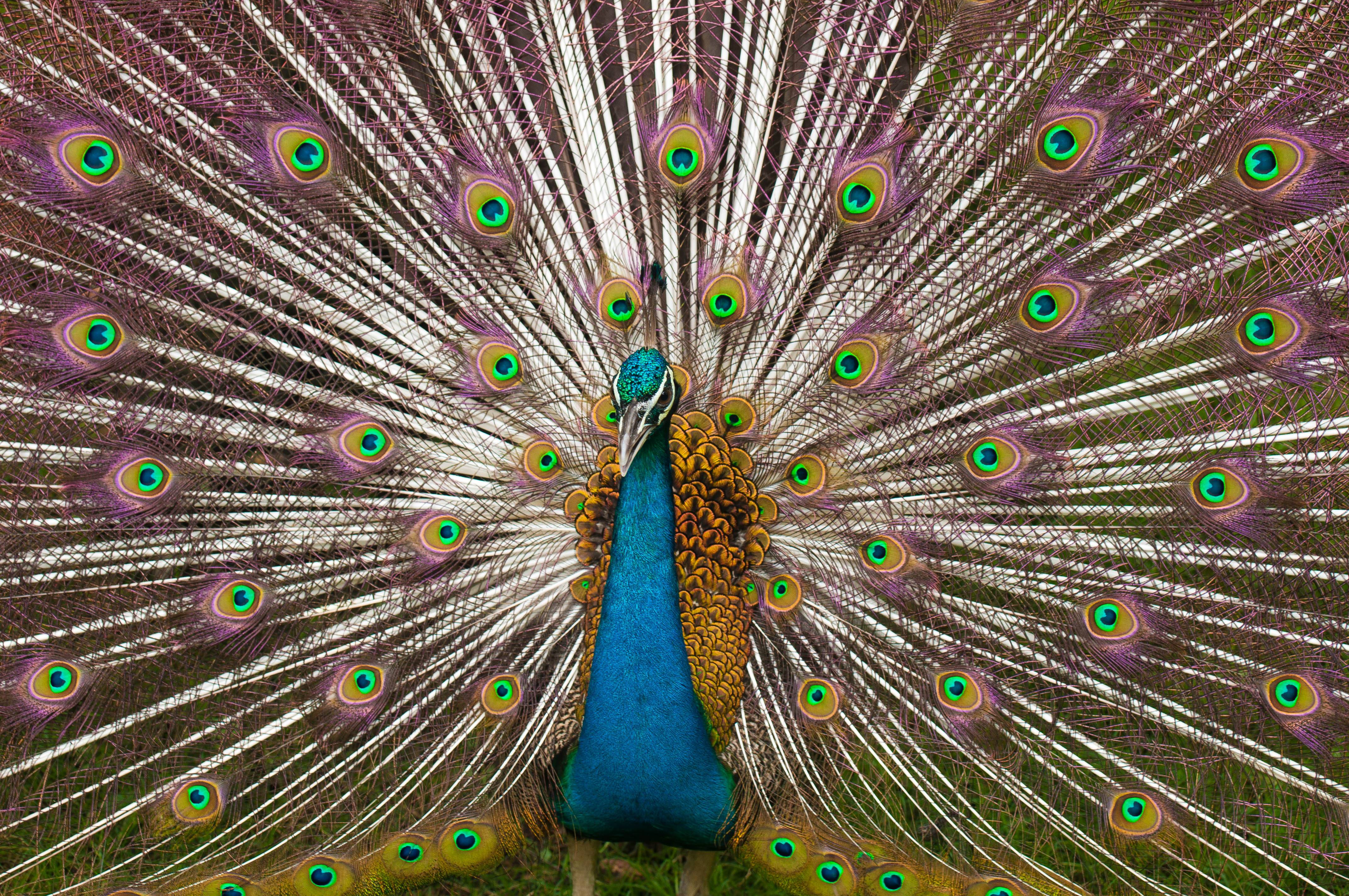 Indian_Peacock_Plumage.jpg