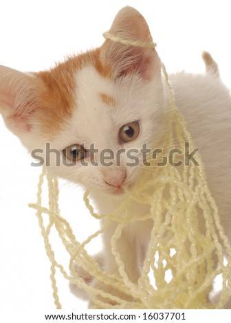 stock-photo-white-and-orange-kitten-tangled-in-yellow-yarn-seven-weeks-old-16037701.jpg