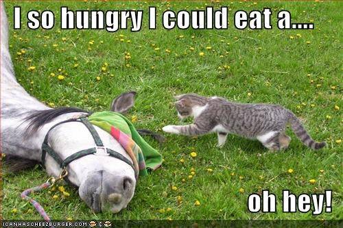 32161d1274912267-funny-horse-pictures-funny-pictures-cat-hungry-horse.jpg