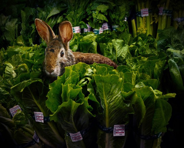 Wild-Animals-Inside-Supermarkets-640x514.jpg