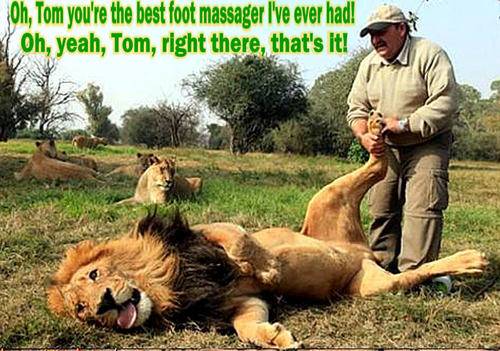lion-funny-animal-humor-20203679-500-351.jpg