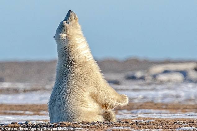 praying-polar-bear-3.jpg
