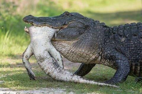 Cannibal-alligators-feast-on-smaller-gators-at-Florida-reserve.jpg