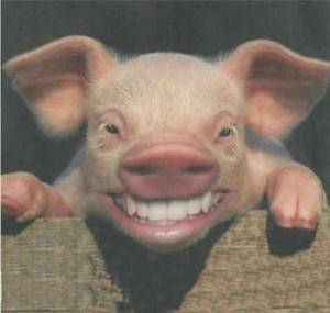 Pig_Smile-300x285.jpg