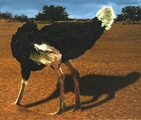 ostrich.jpg