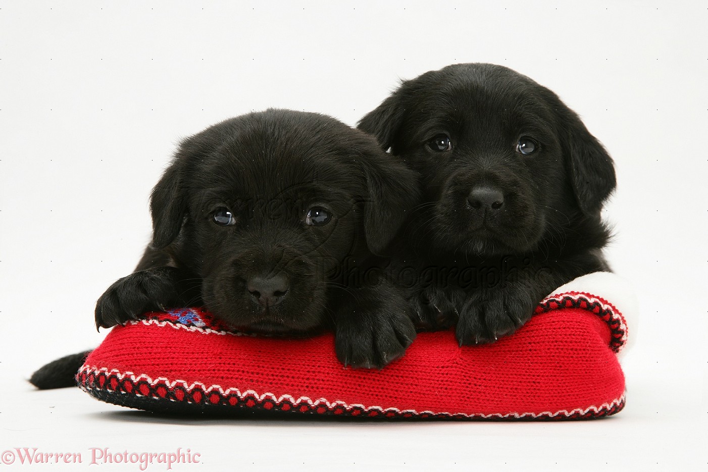30280-Two-Black-Labrador-Retriever-puppies-in-a-knitted-slipper-white-background.jpg
