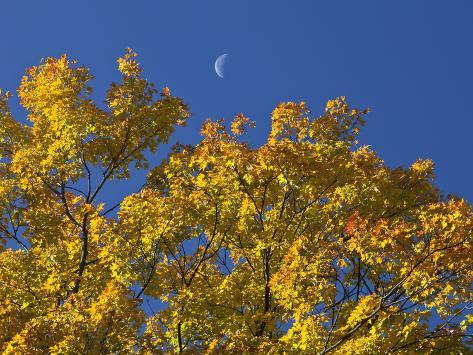 robert-servranckx-crescent-moon-in-the-daytime-sky-over-fall-maple-trees_i-G-64-6466-6ZNH100Z.jpg