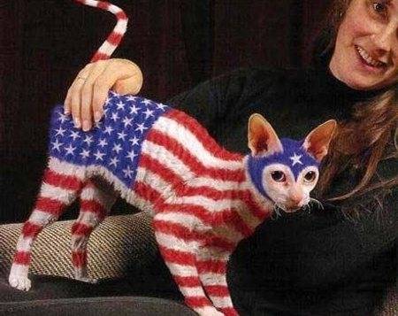 american-flag-cat3.jpeg