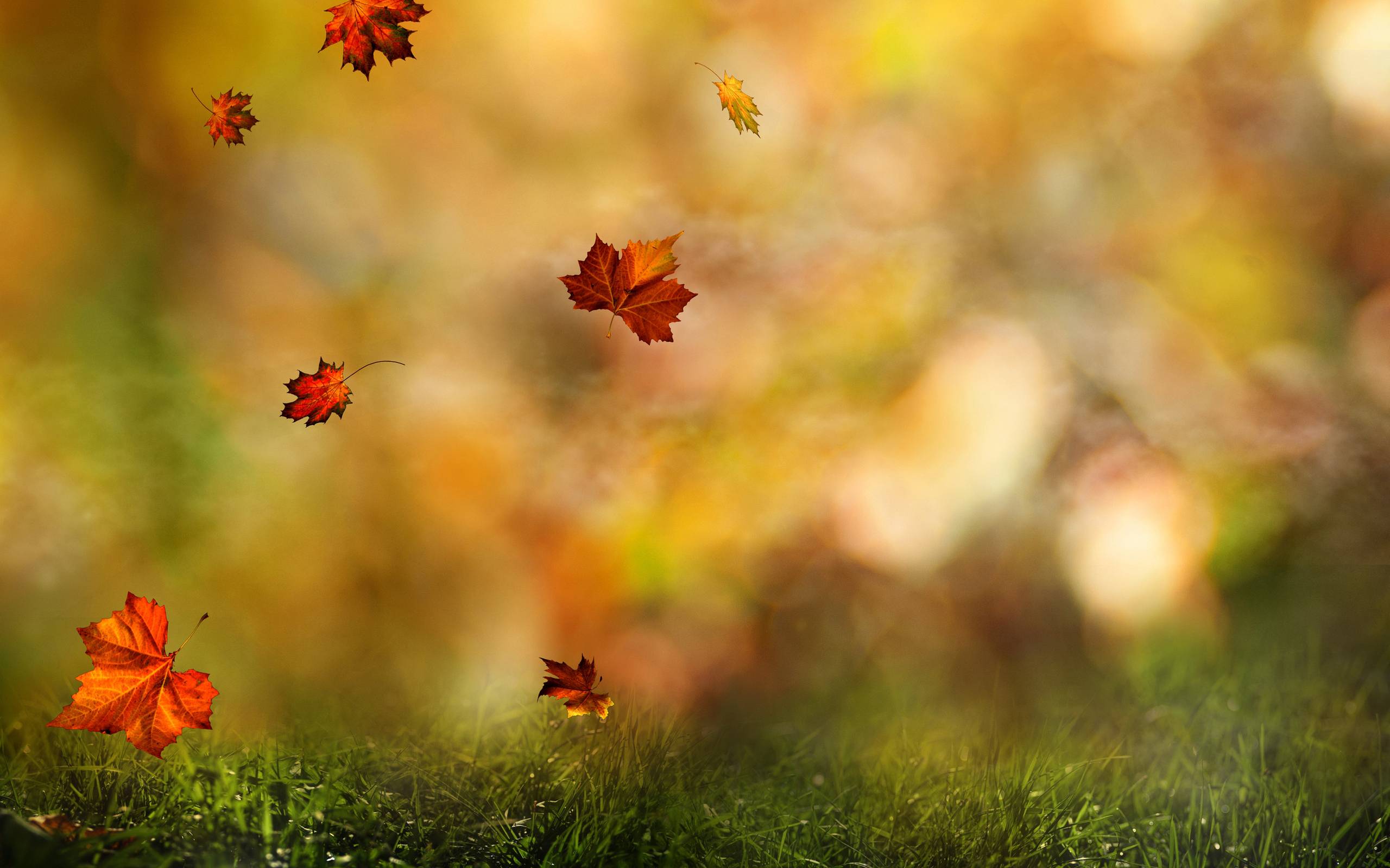 Autumn-Leaves-Falling-Down.jpg