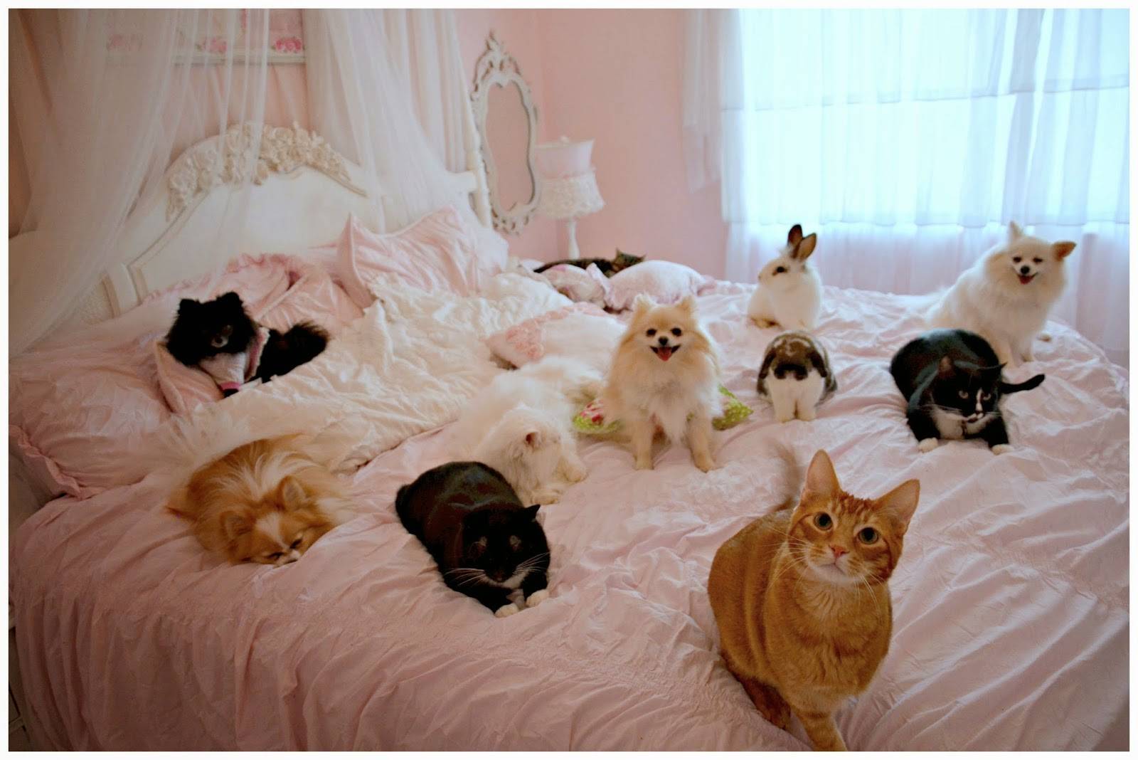 bed+full+of+pets+2.jpg