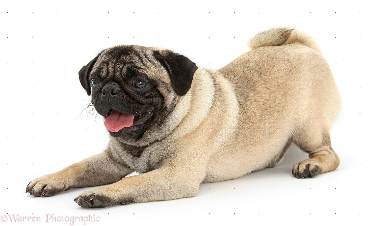 34346-Fawn-Pug-dog-in-play-bow-attitude-white-background.jpg