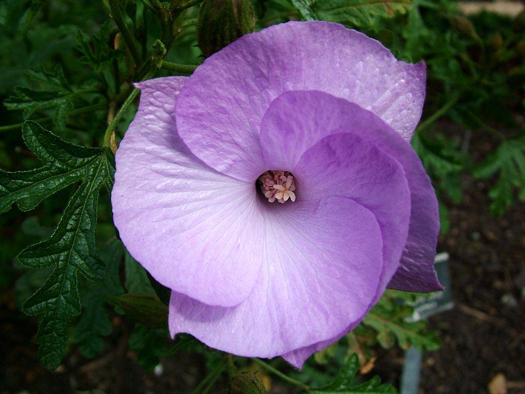 purple-flower.jpg