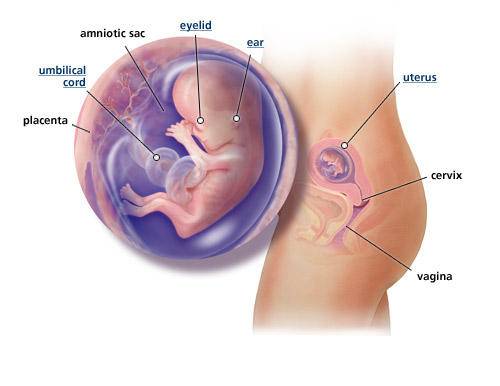 fetal-development-week-12.jpg