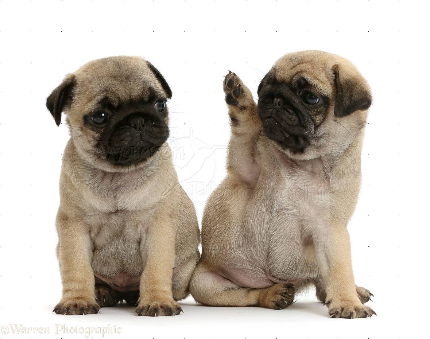 41994-Pug-puppies-one-waving-to-the-other-white-background.jpg