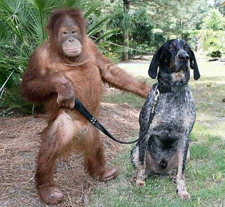 orangutan-and-a-blue-tick-hound.jpg