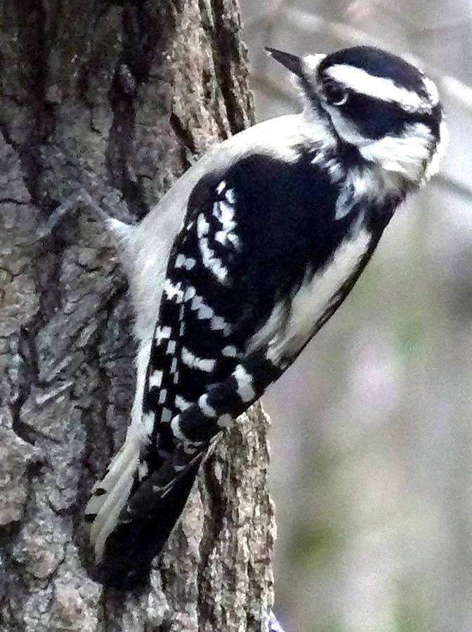 Downy_Woodpecker-Female.jpg