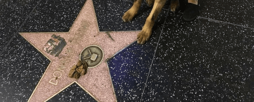 pooping-on-donald-trumps-star.png