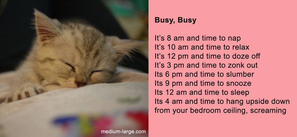 cat-poem-busy-2.jpg