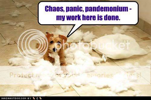 funny-dog-pictures-chaos-panic-pandemonium-my-work-here-is-done.jpg