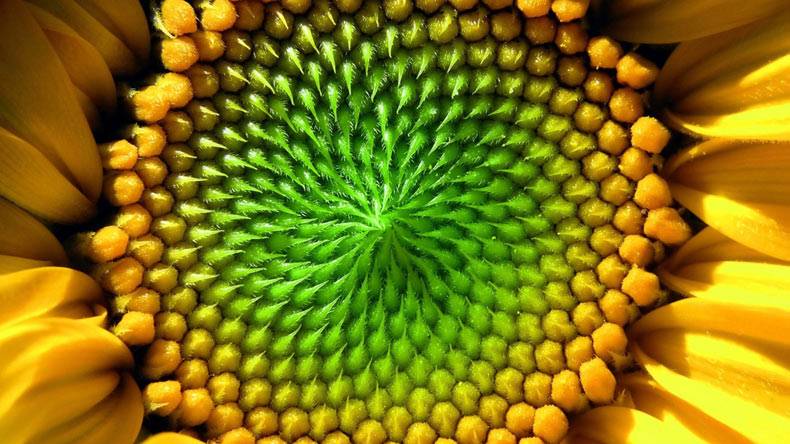 fractal-sunflower-nature-pattern.jpg