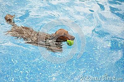 red-long-haired-dachshund-swimming-16025089.jpg