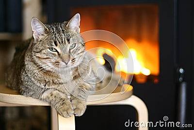 cat-near-fireplace-17842990.jpg