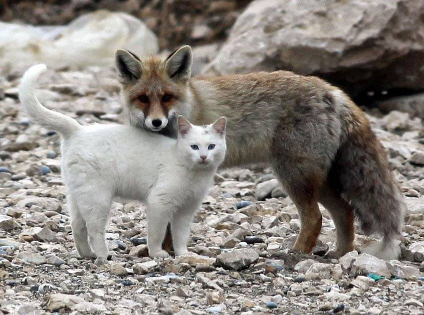 white-cat-and-fox-are-friends.jpg