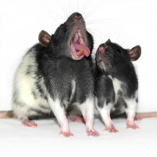 Yawning-rat.jpg
