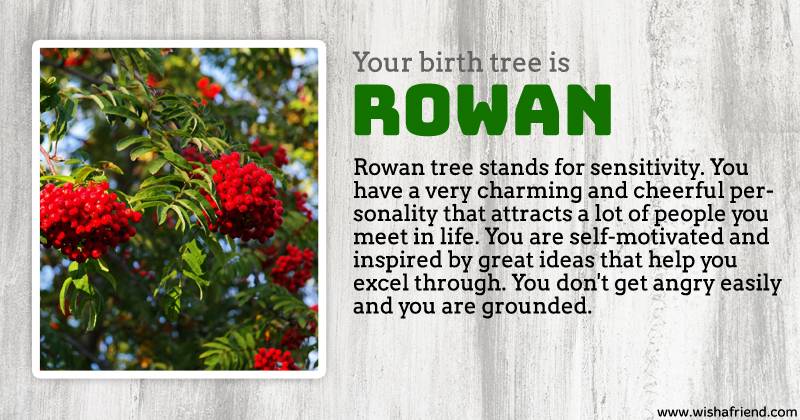 rowan-tree.jpg