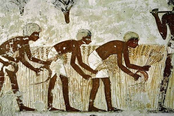 agriculture-in-ancient-Egypt5.jpg