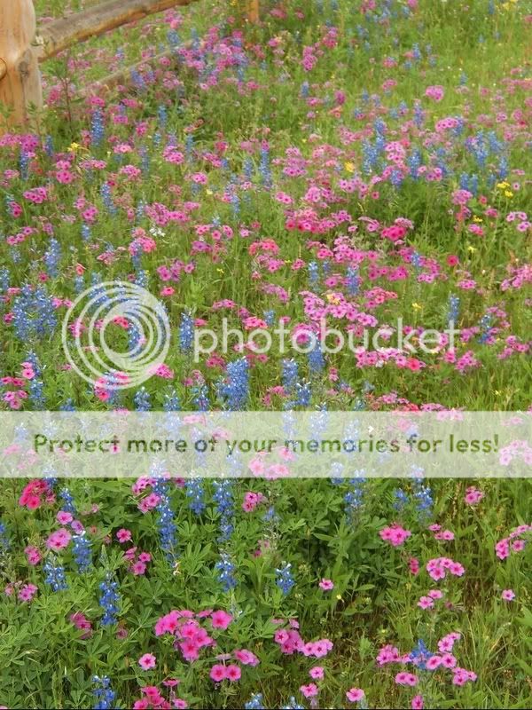 Wildflowers.jpg