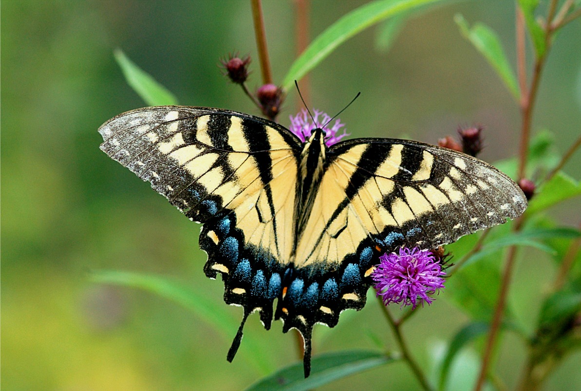 Butterfly-7.jpg