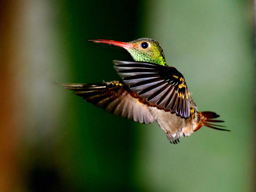Hummingbird-2012-2013-0.jpg