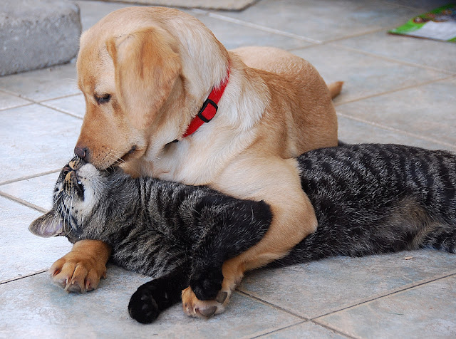 labrador-retriever-puppy-kisses-cat.jpg