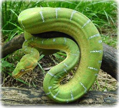 Green-Beautiful-Emerald-Tree-Boa-snake%2B%25288%2529.jpg