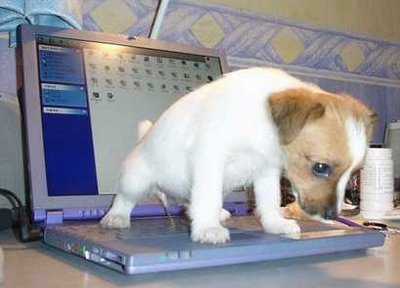 bad-dog-laptop.jpg