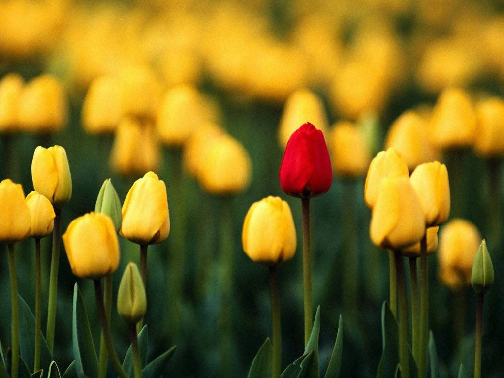 tulips-1-flowers-wallpapers.jpg