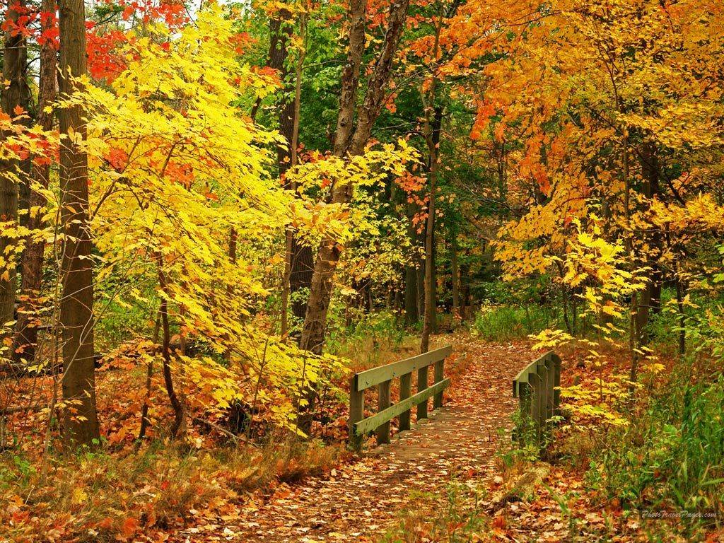Beautiful-Fall-Wallpapers-autumn-15496213-1024-768.jpg