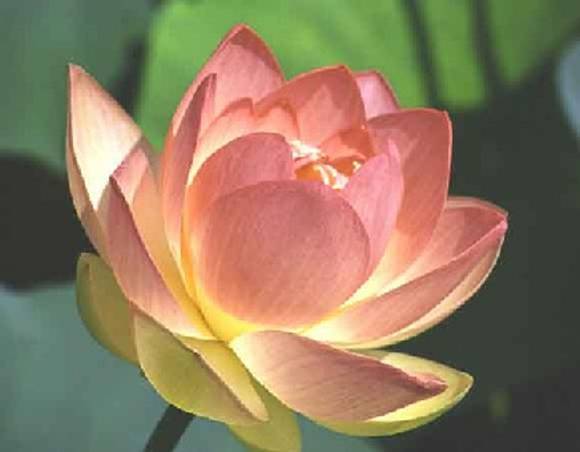 lotus-flower-1000.jpg