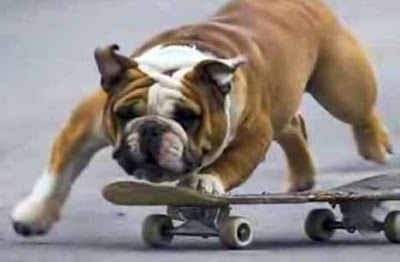 skateboarding_dog_8.jpg