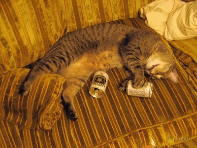 cats-and-beer-09.jpg