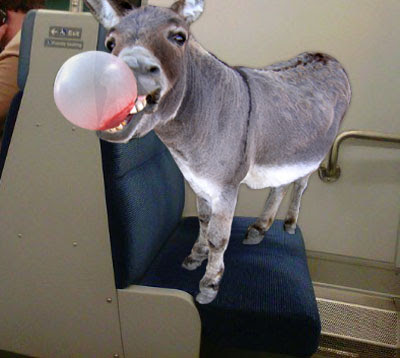 donkey-gum.jpg