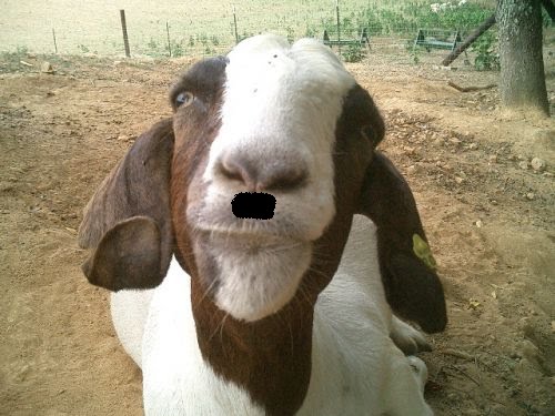 billy+goat.bmp