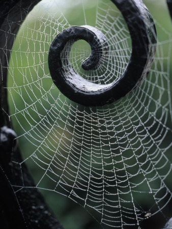 Spider+web+1.jpg