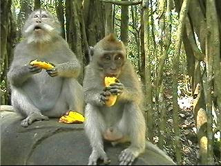 baby+and+old+monkey+eating+bananas.jpg