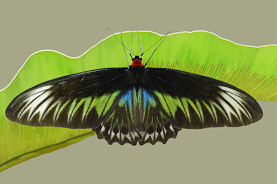 Rajah-Brookes-Birdwing-%28Fem.jpg