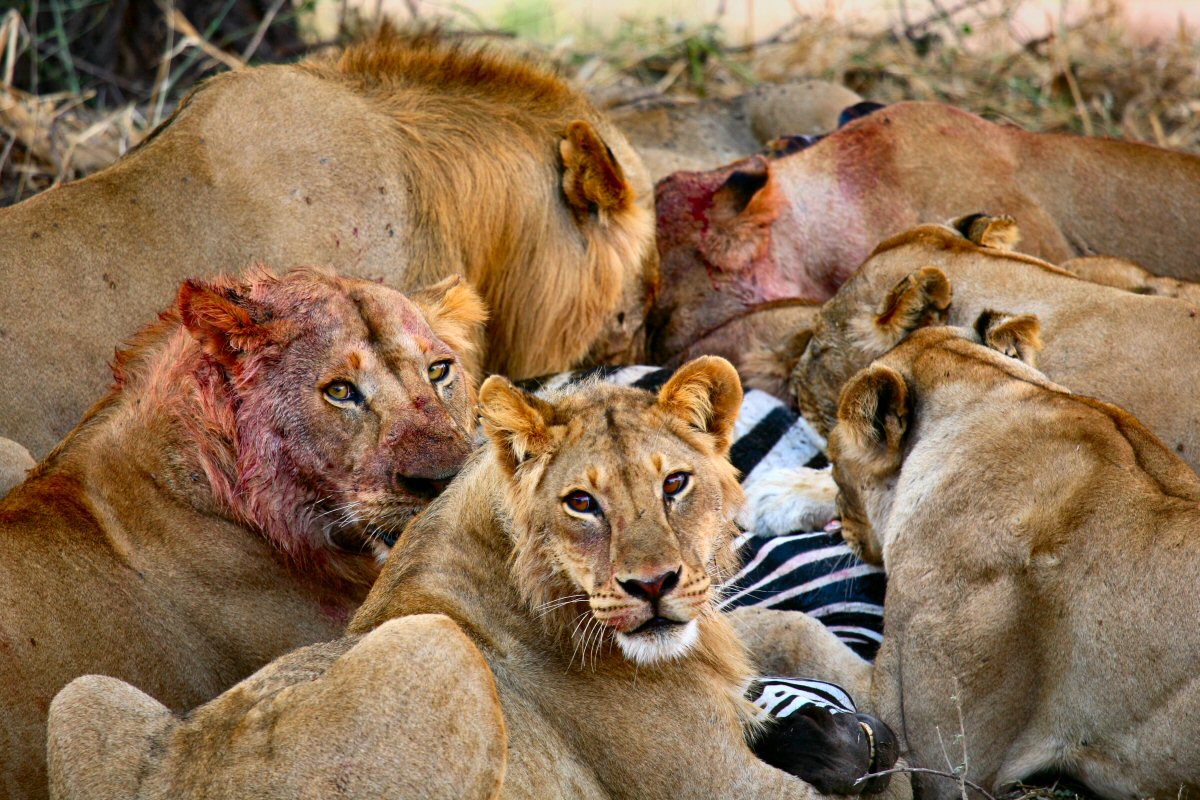 lions-eating-a-delicious-black-and-white-striped-pizza.jpg