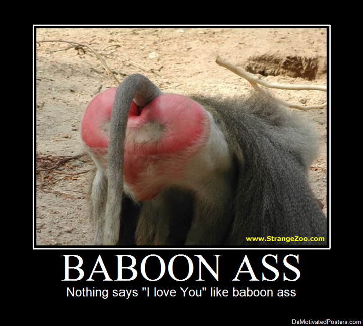 Baboon-Ass_20101209184304_reg.jpg